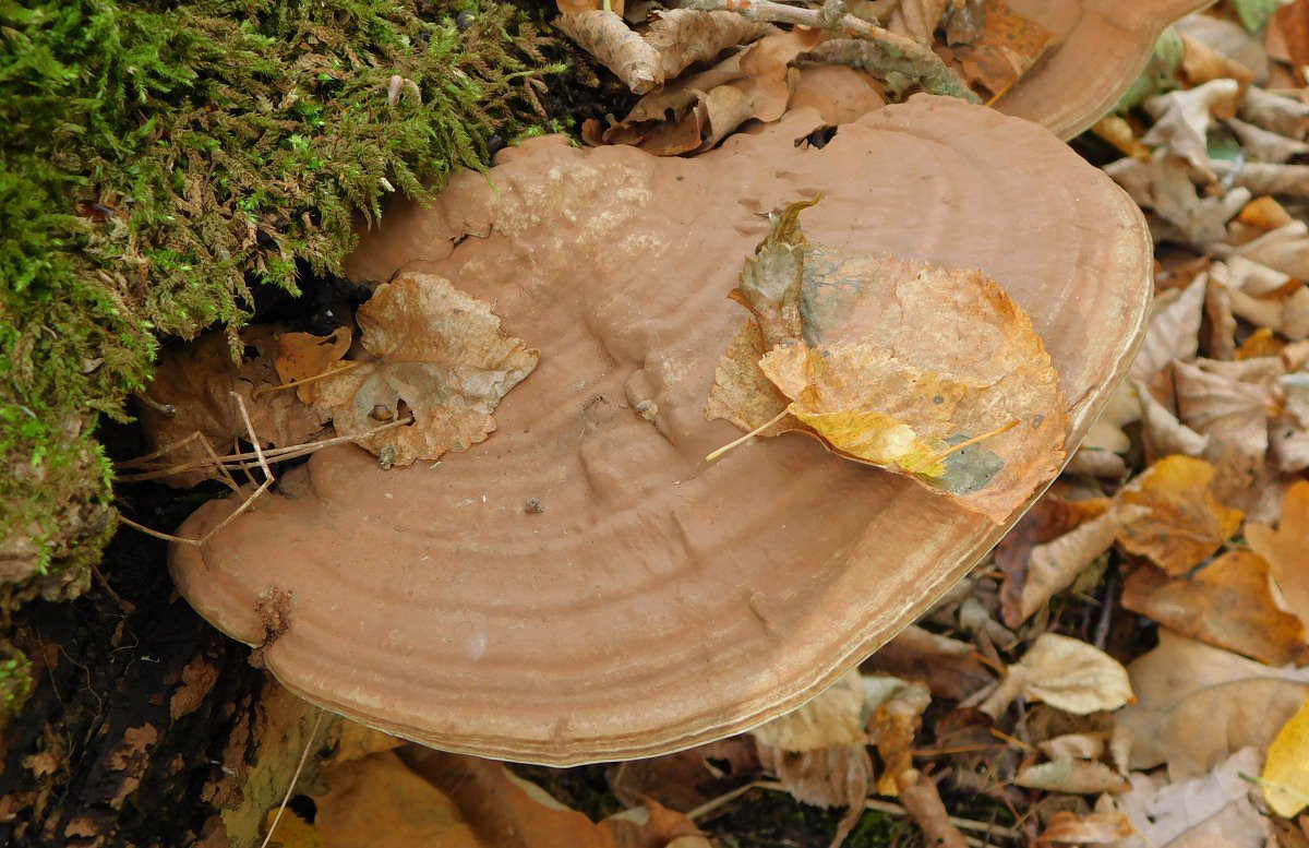 Lesklokorka pryskyinat (Ganoderma resinaceum)