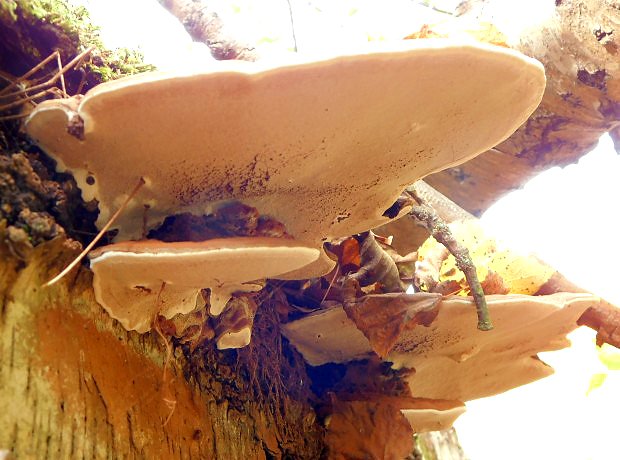 Lesklokorka pryskyinat (Ganoderma resinaceum)