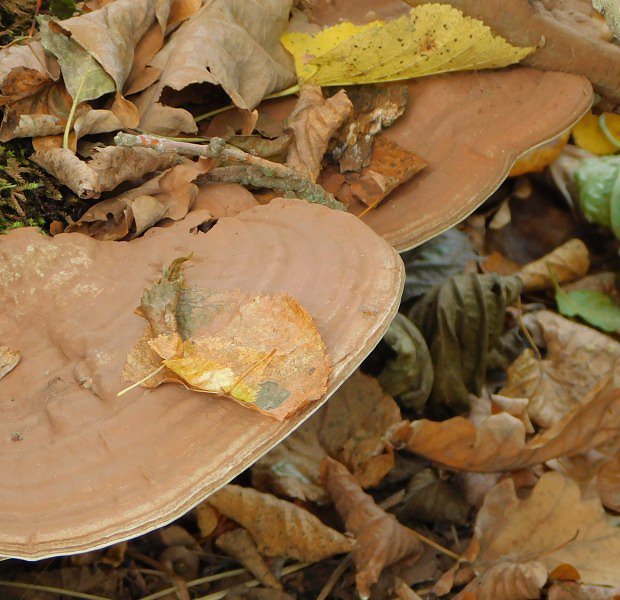 Lesklokorka pryskyinat (Ganoderma resinaceum)