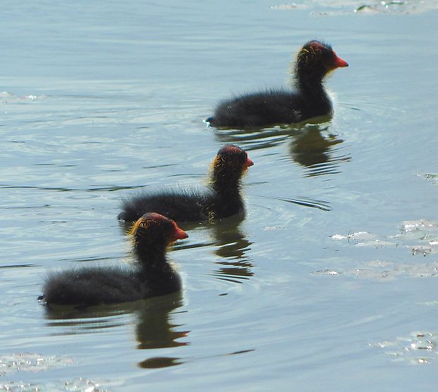 Lyska ern (Fulica atra)