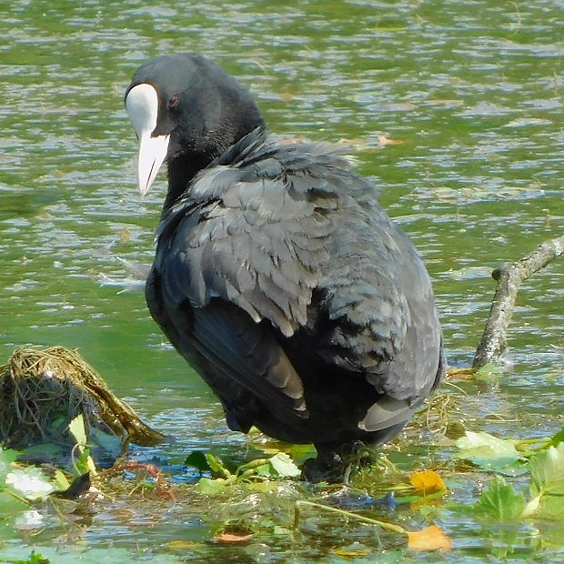 Lyska ern (Fulica atra)