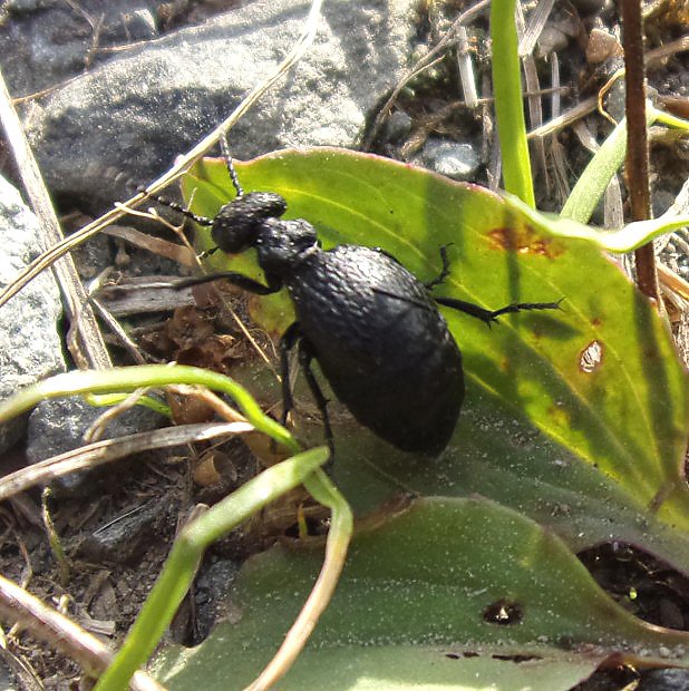 Majka svratl (Meloe rugosus)