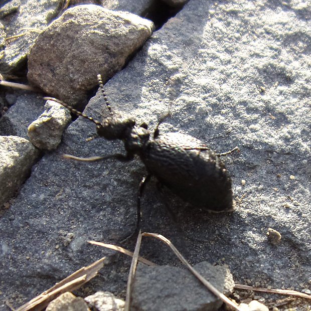 Majka svratl (Meloe rugosus)