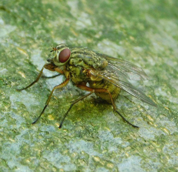 Moucha domovn (Muscina stabulans)