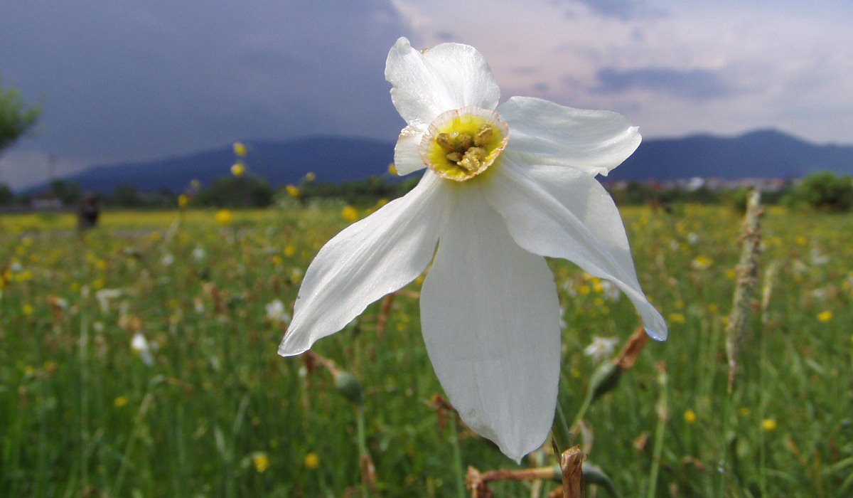 Narcis zkolist (Narcissus angustifolius)