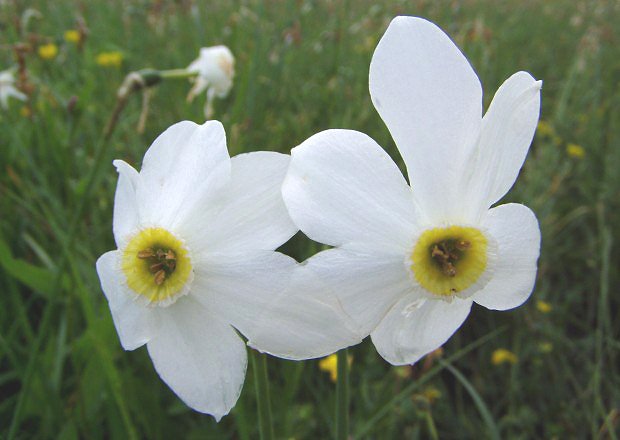 Narcis zkolist (Narcissus angustifolius)