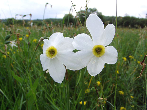 Narcis zkolist (Narcissus angustifolius)