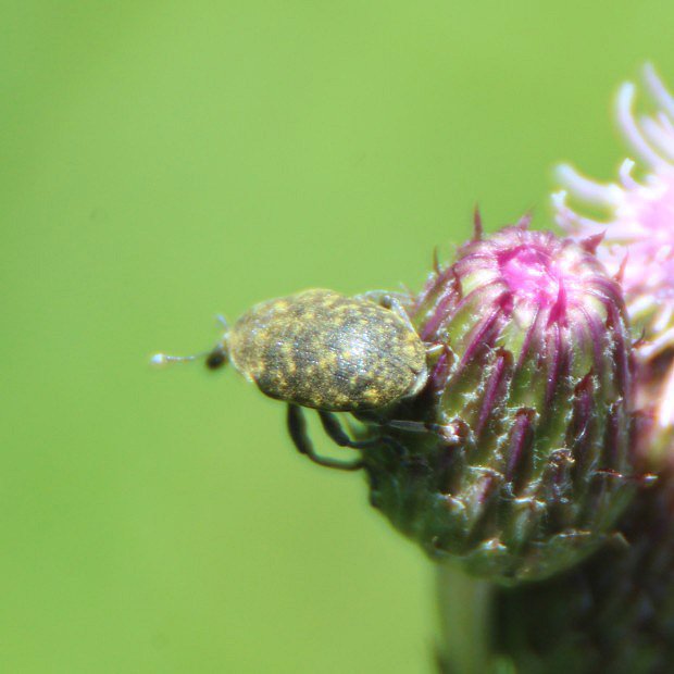 Larinus jaceae