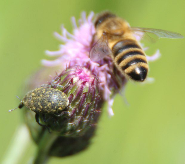 Larinus jaceae