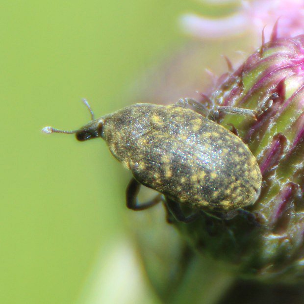 Larinus jaceae