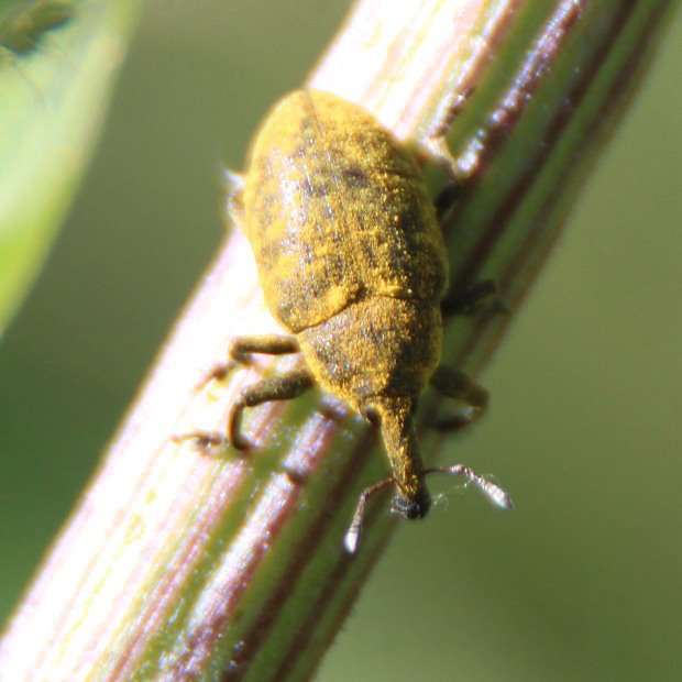 Larinus jaceae