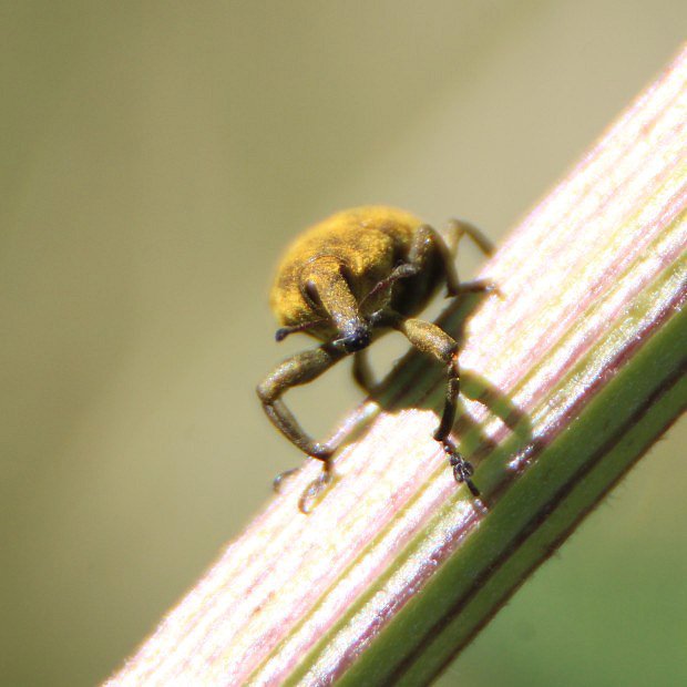 Larinus jaceae