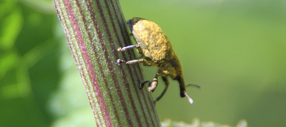 Larinus jaceae