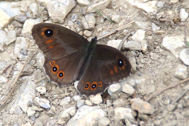 Ok stnovan (Lasiommata petropolitana)