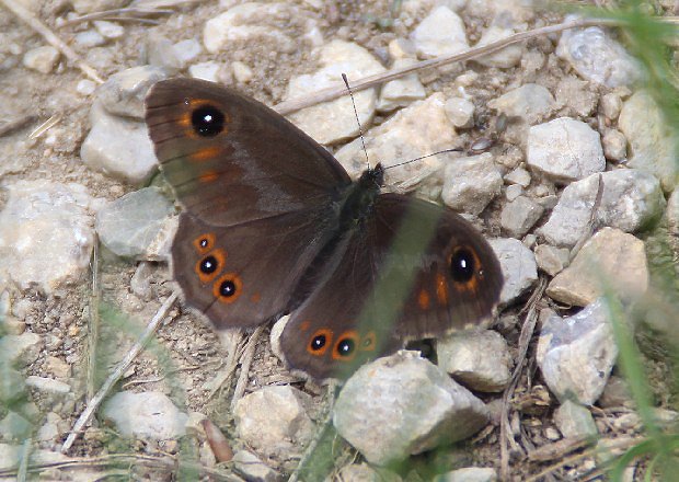 Ok stnovan (Lasiommata petropolitana)