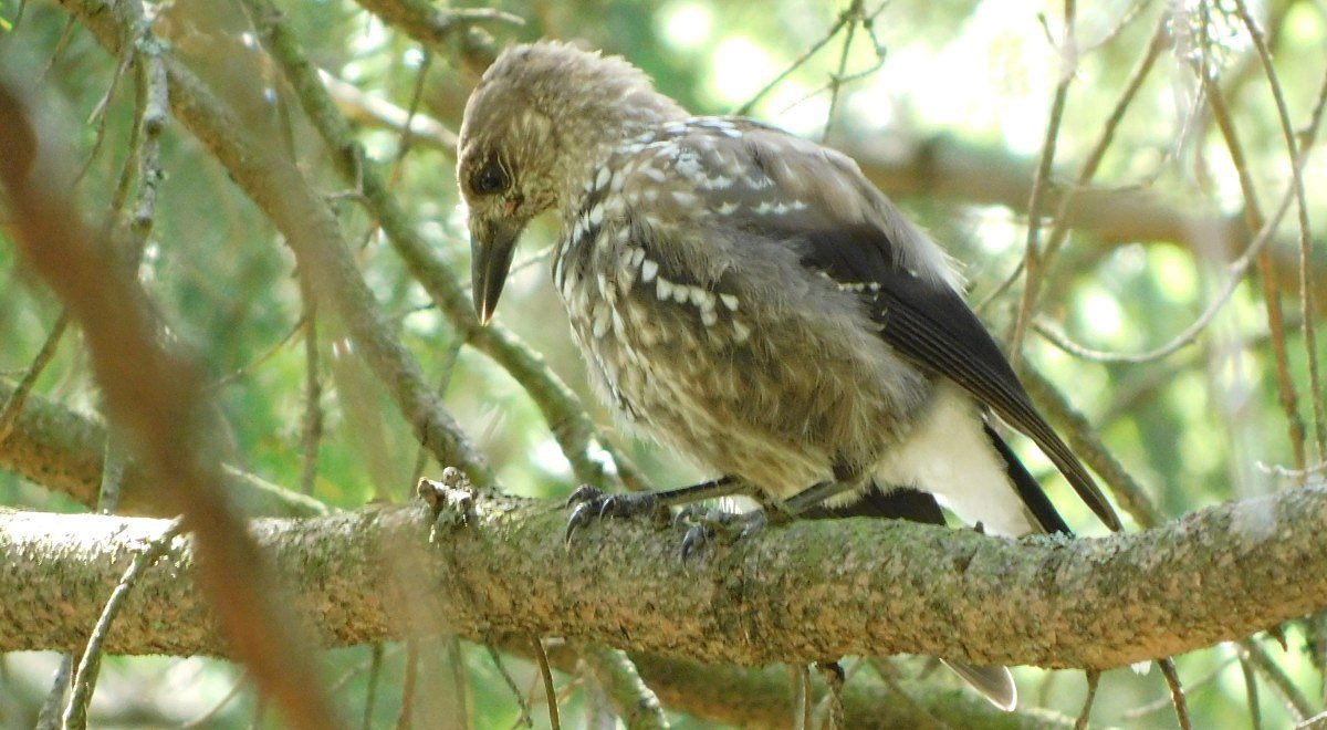 Oenk kropenat (Nucifraga caryocatactes)