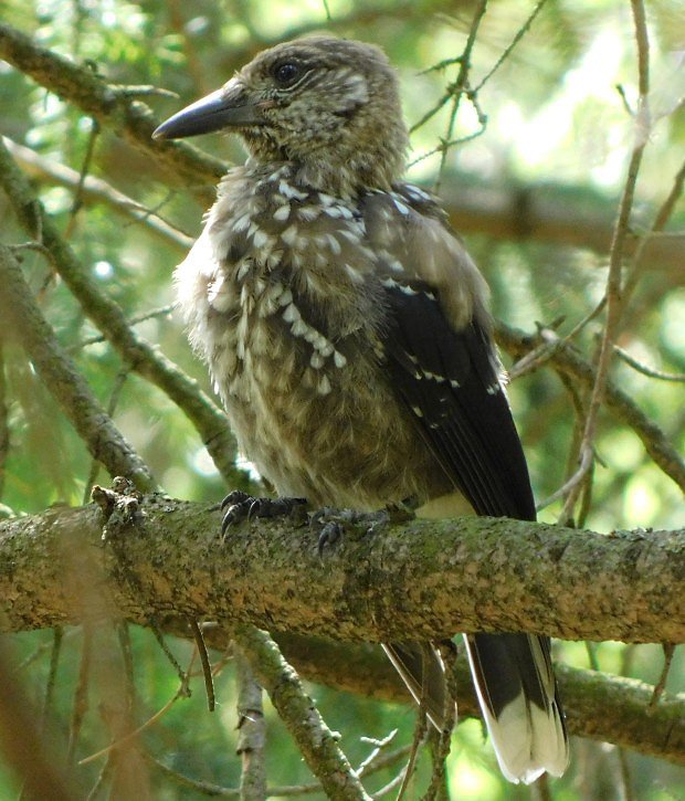 Oenk kropenat (Nucifraga caryocatactes)