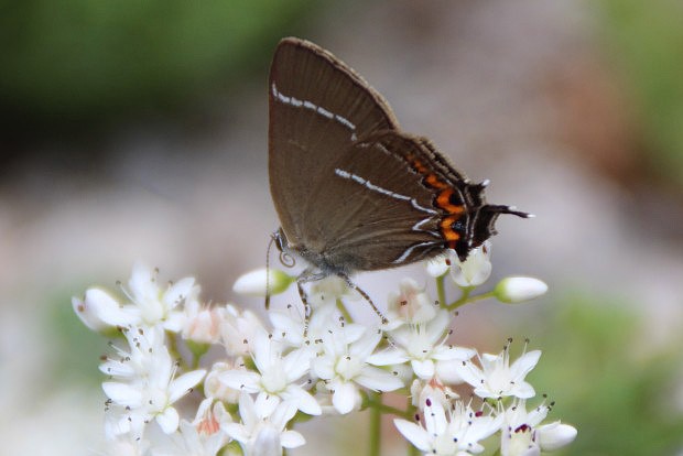 Ostruhek jilmov (Satyrium w-album)