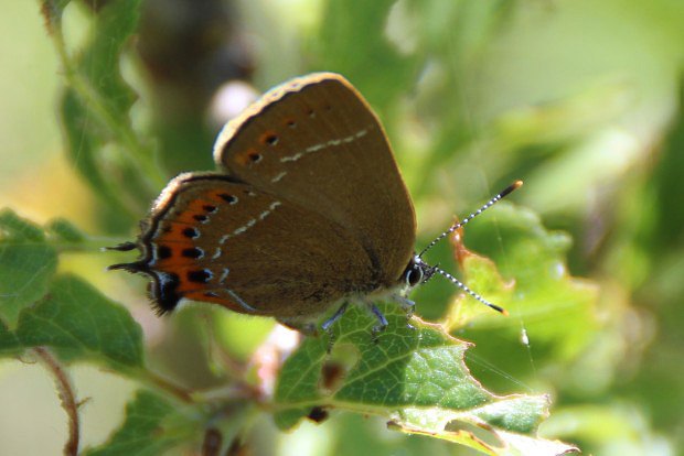 Ostruhek vestkov (Satyrium pruni)