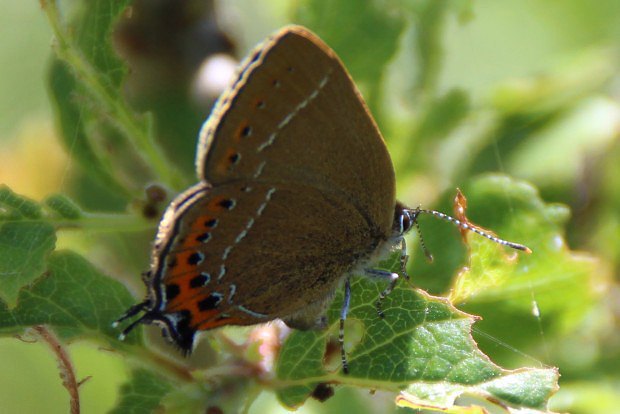 Ostruhek vestkov (Satyrium pruni)