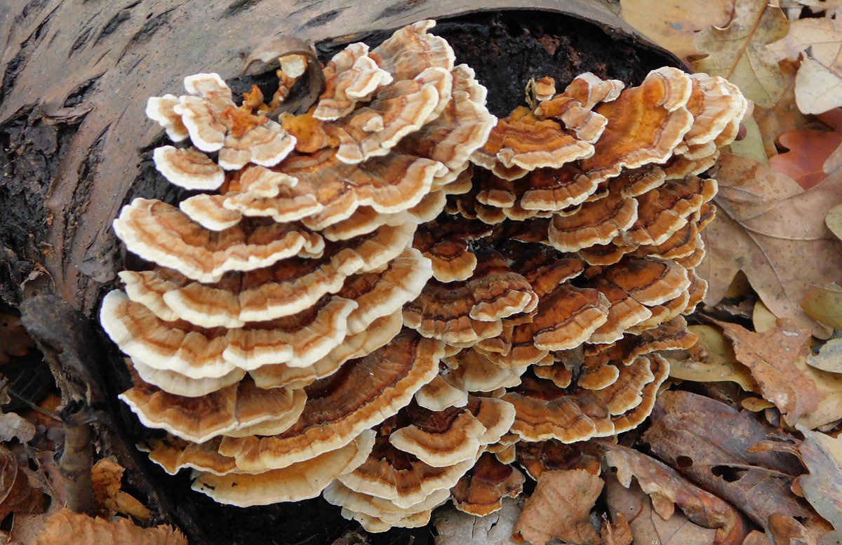 Outkovka psovan (Trametes ochraceae)