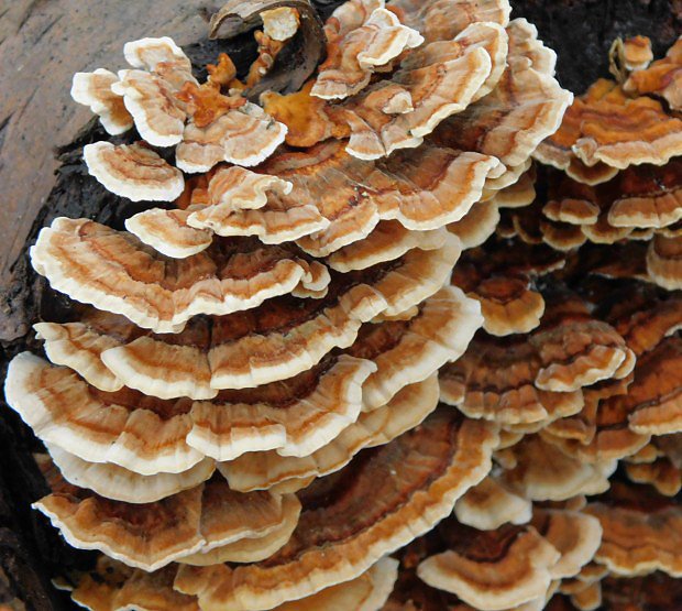 Outkovka psovan (Trametes ochraceae)