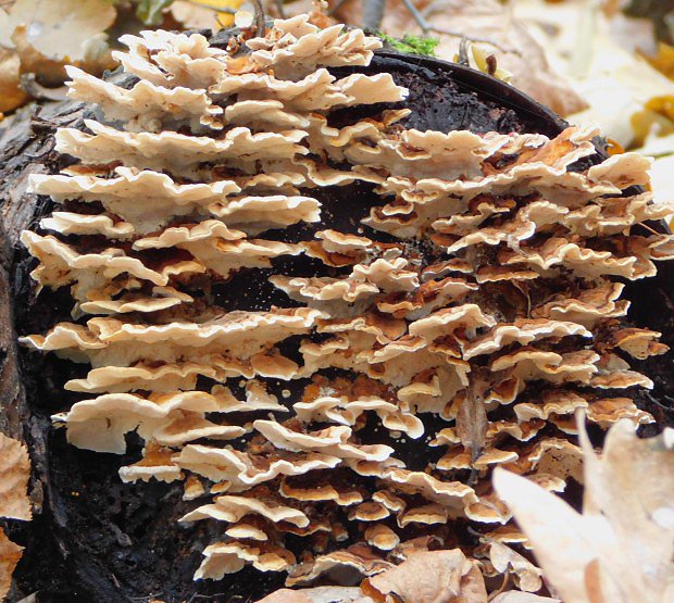 Outkovka psovan (Trametes ochraceae)