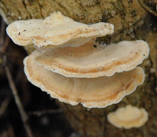 Outkovka psovan (Trametes ochraceae)