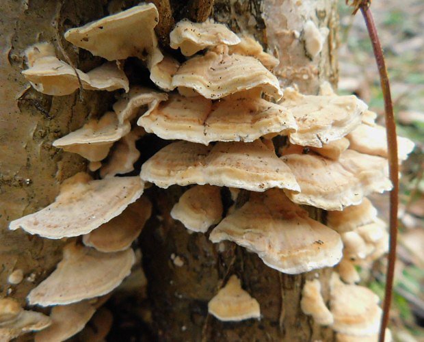 Outkovka psovan (Trametes ochraceae)