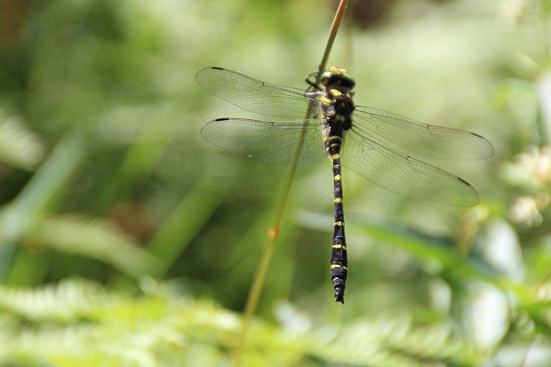 Pskovec kroukovan (Cordulegaster boltonii)