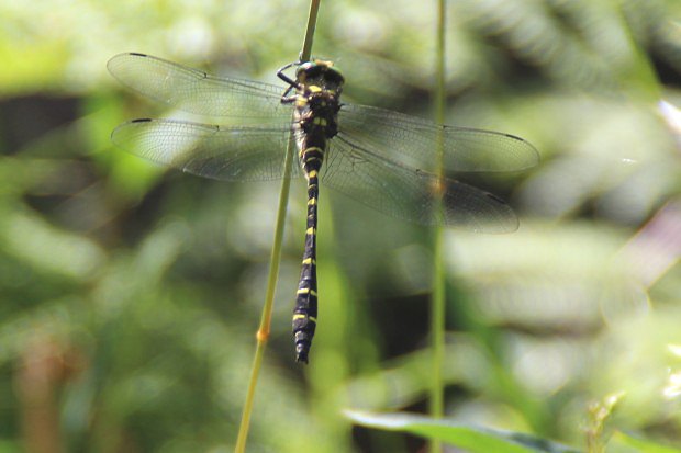 Pskovec kroukovan (Cordulegaster boltonii)