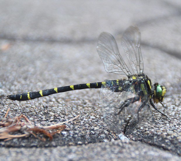 Pskovec kroukovan (Cordulegaster boltonii)