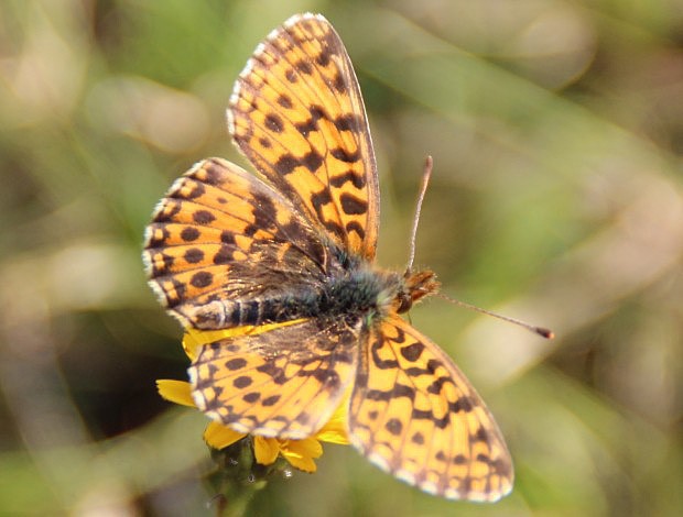 Perleovec titania (Clossiana titania)