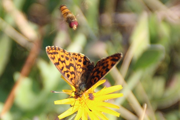 Perleovec titania (Clossiana titania)