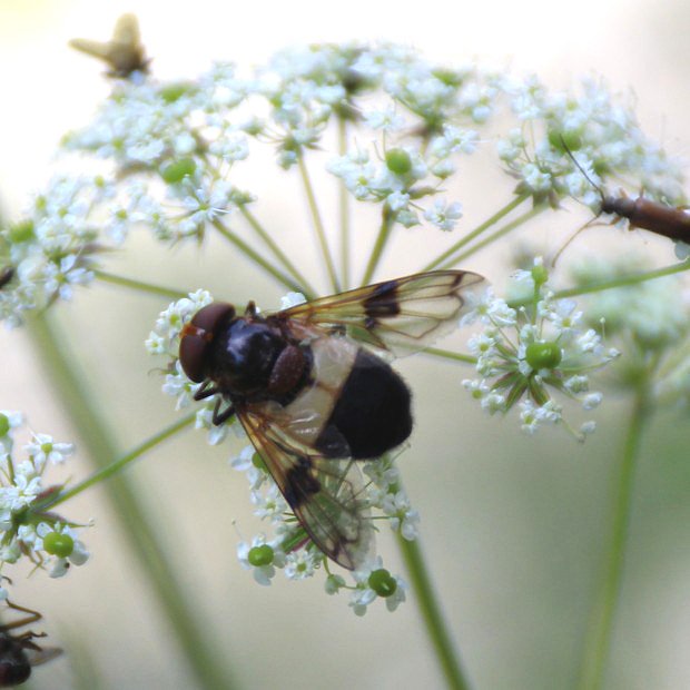 Pestenka prosvtav (Volucella pellucens)