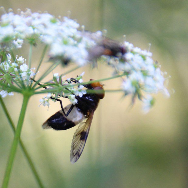 Pestenka prosvtav (Volucella pellucens)