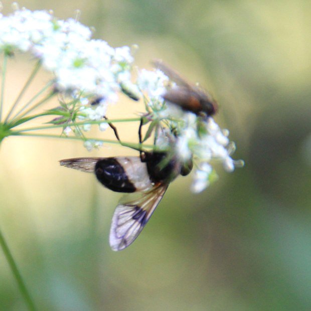 Pestenka prosvtav (Volucella pellucens)