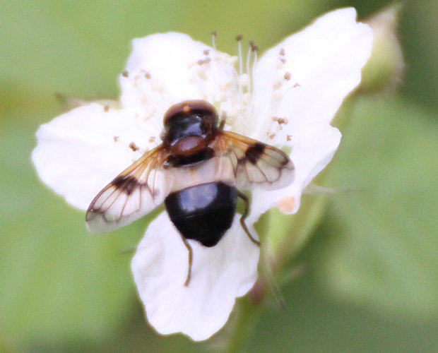 Pestenka prosvtav (Volucella pellucens)