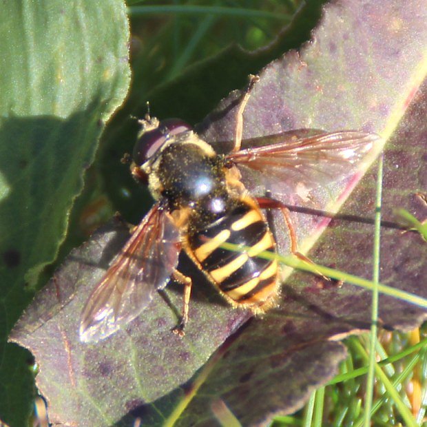 Pestenka tich (Sericomyia silentis)