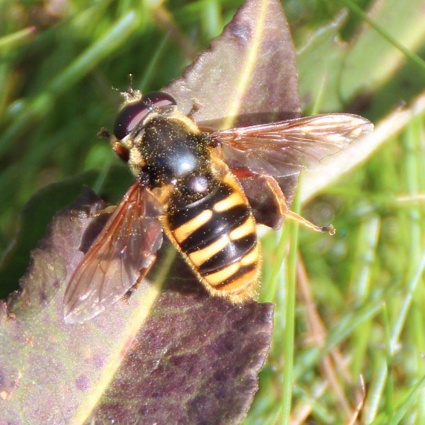 Pestenka tich (Sericomyia silentis)