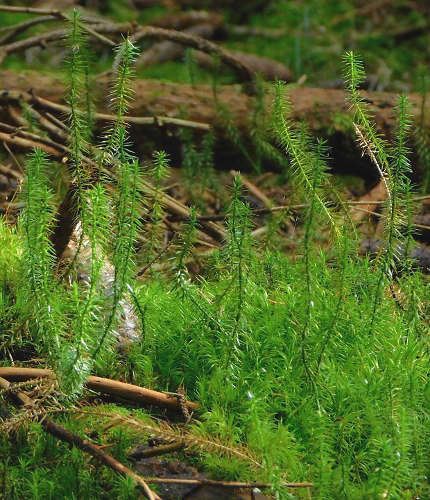 Plavu puiv (Lycopodium annotinum)