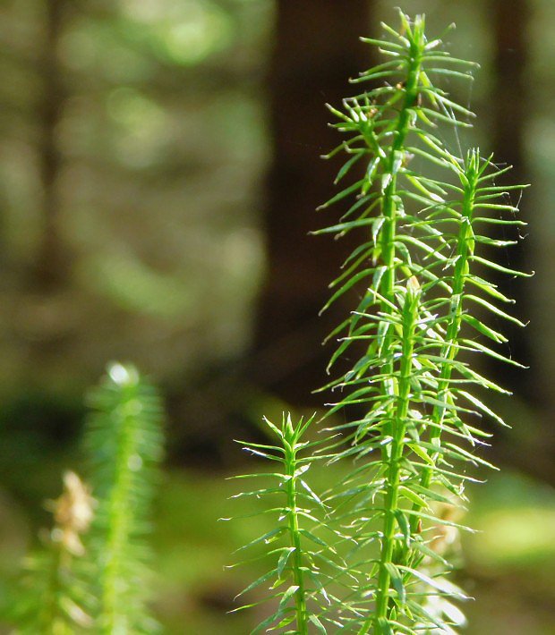 Plavu puiv (Lycopodium annotinum)