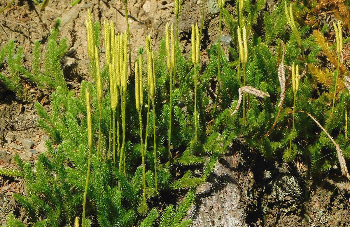 Plavu vidlaka (Lycopodium clavatum)