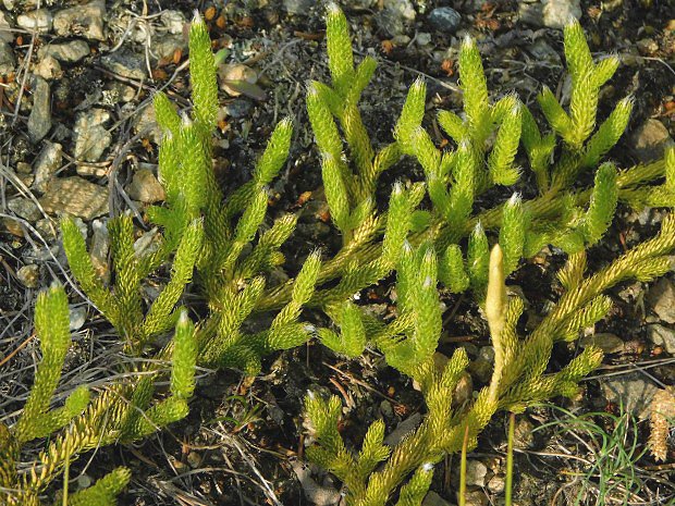 Plavu vidlaka (Lycopodium clavatum)