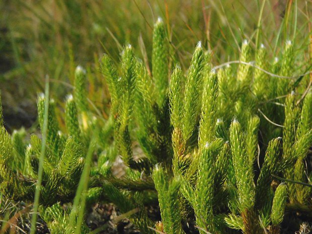 Plavu vidlaka (Lycopodium clavatum)