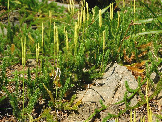 Plavu vidlaka (Lycopodium clavatum)