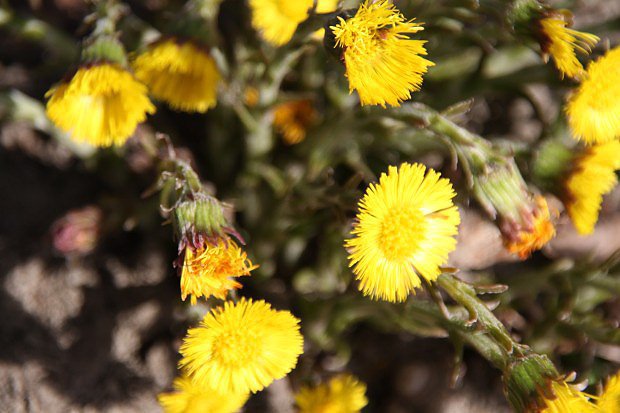 Podbl lkask (Tussilago farfara)