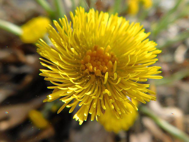 Podbl lkask (Tussilago farfara)