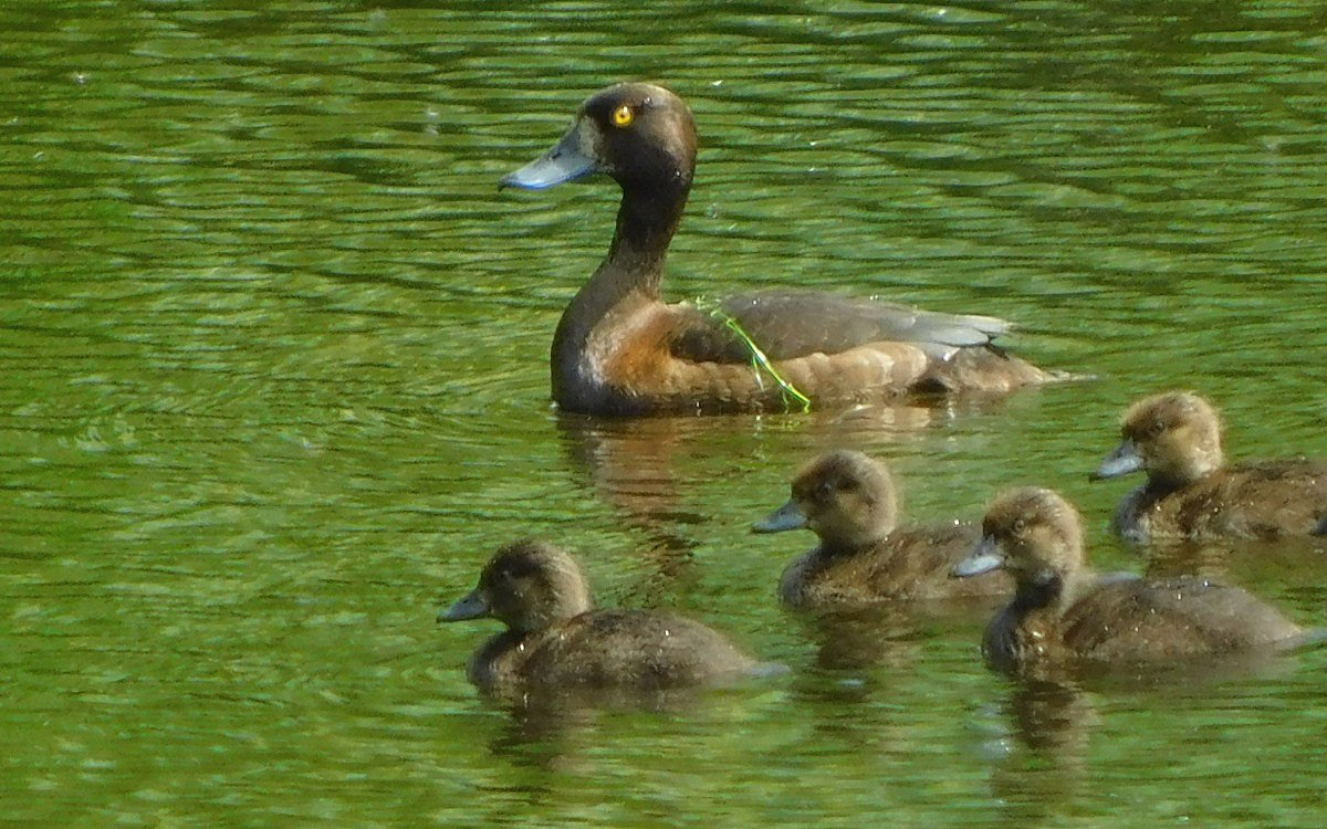 Polk chocholaka