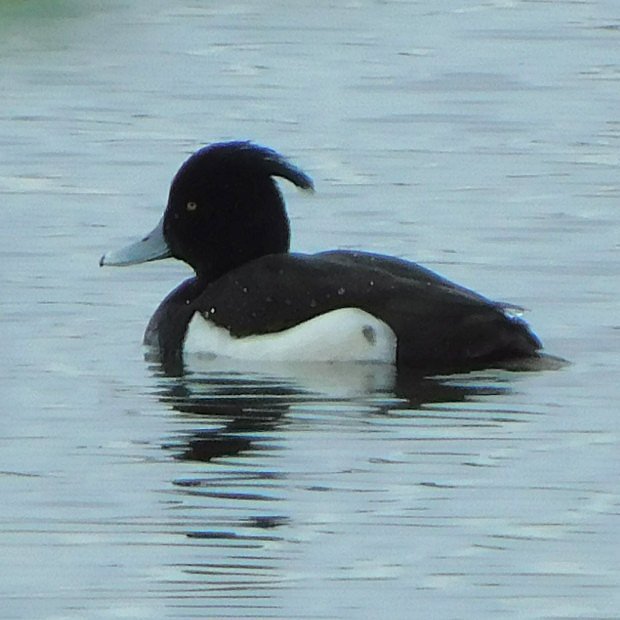 Polk chocholaka